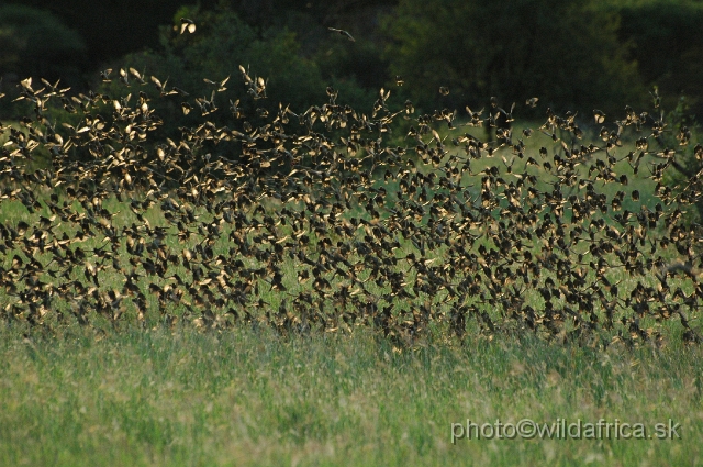 puku rsa 491.jpg - Red-billed Quelea (Quelea quelea)